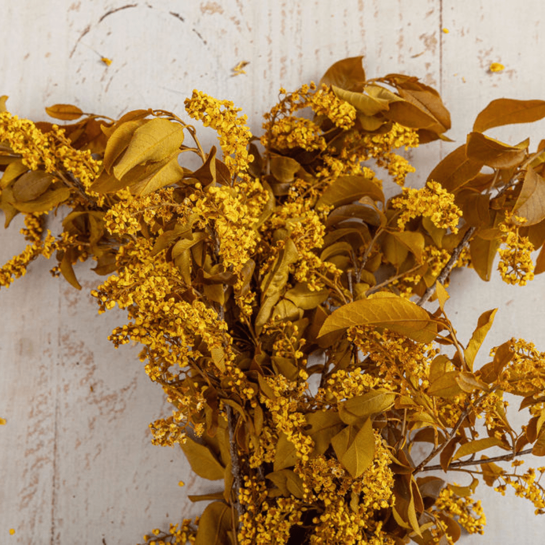 Chokecherry Bird Cherry , Preserved Back in stock in June 2023