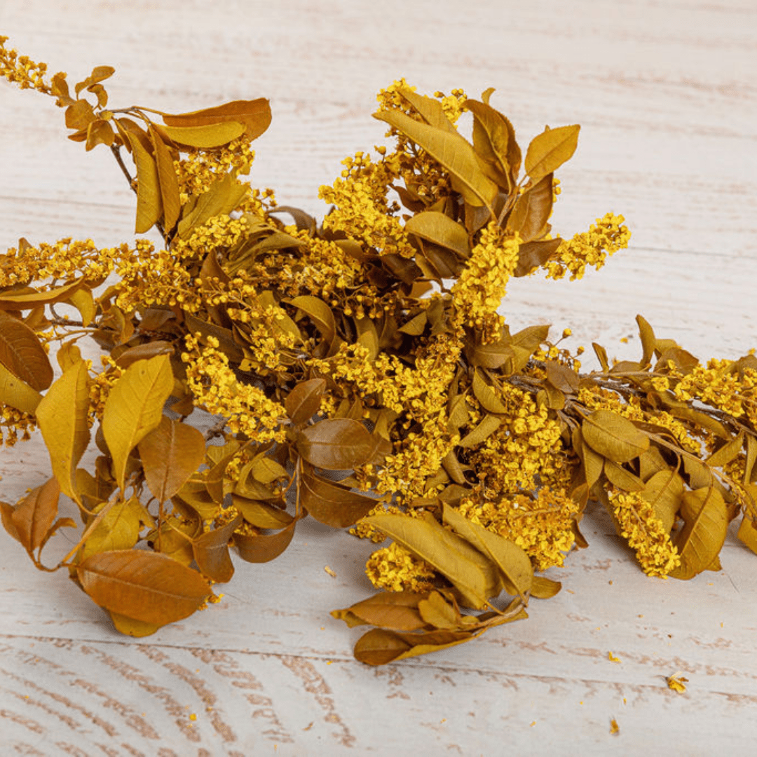 Chokecherry Bird Cherry , Preserved Back in stock in June 2023