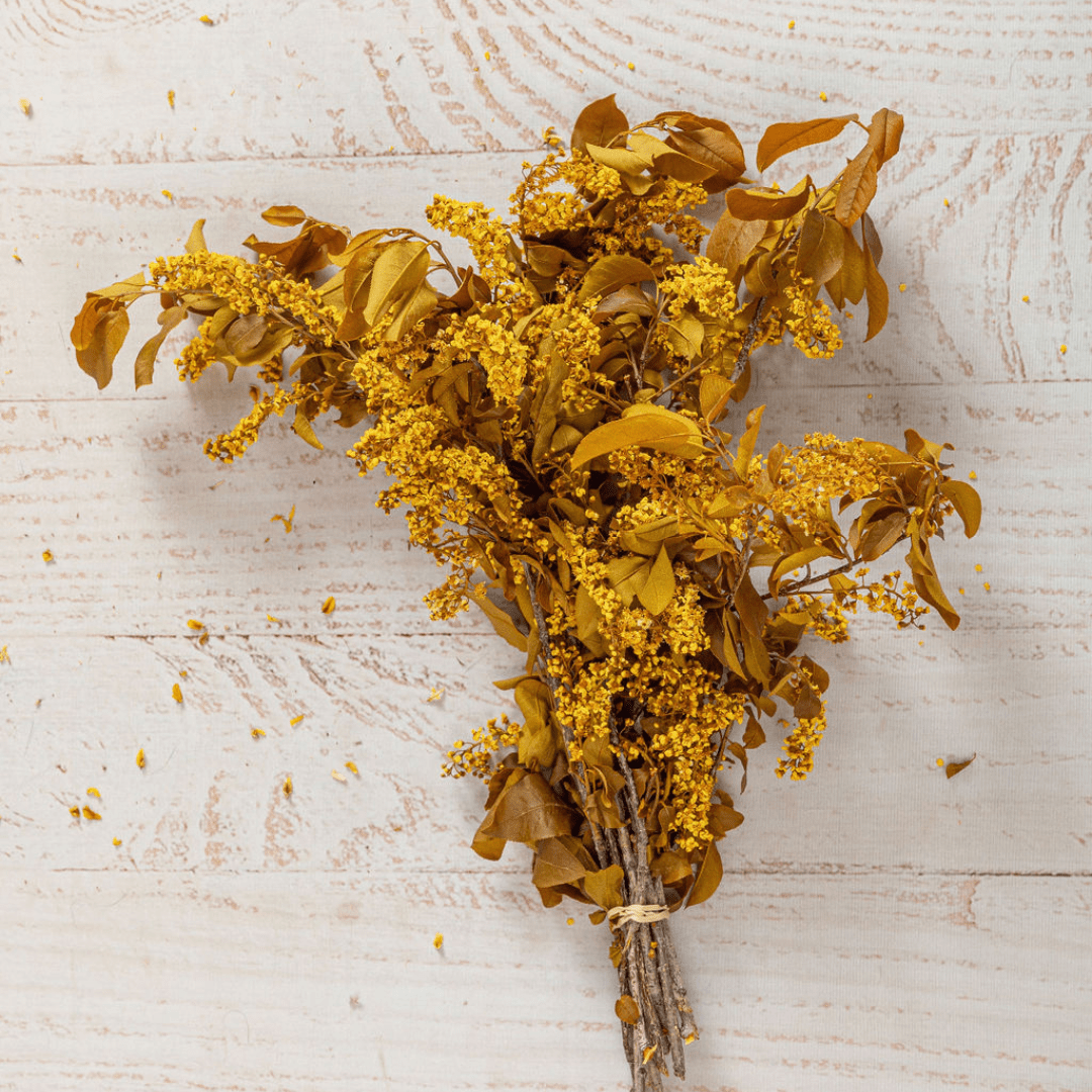 Chokecherry Bird Cherry , Preserved Back in stock in June 2023