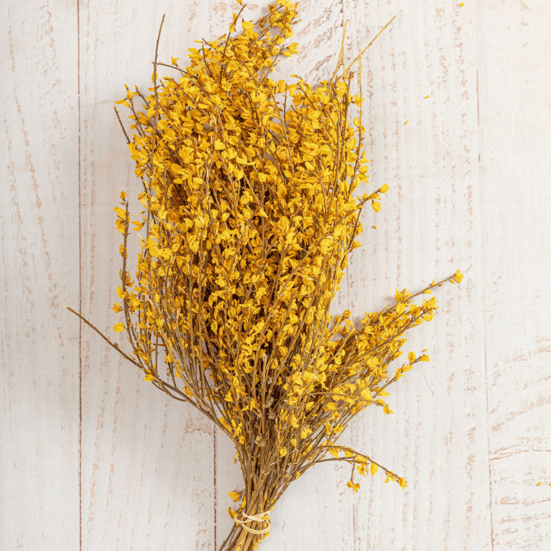 Scotch Broom, Preserved yellow