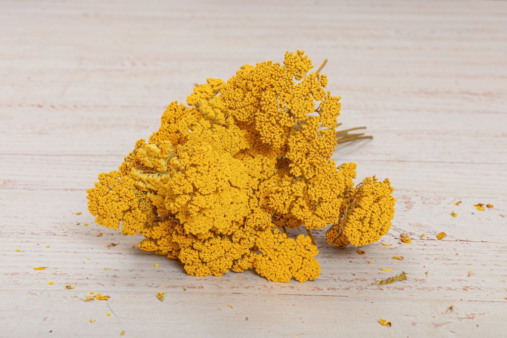 Yarrow Flower Preserved - Yellow
