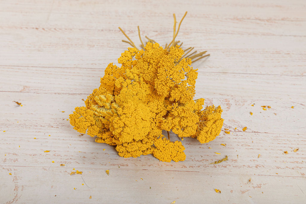 Yarrow Flower Preserved - Yellow