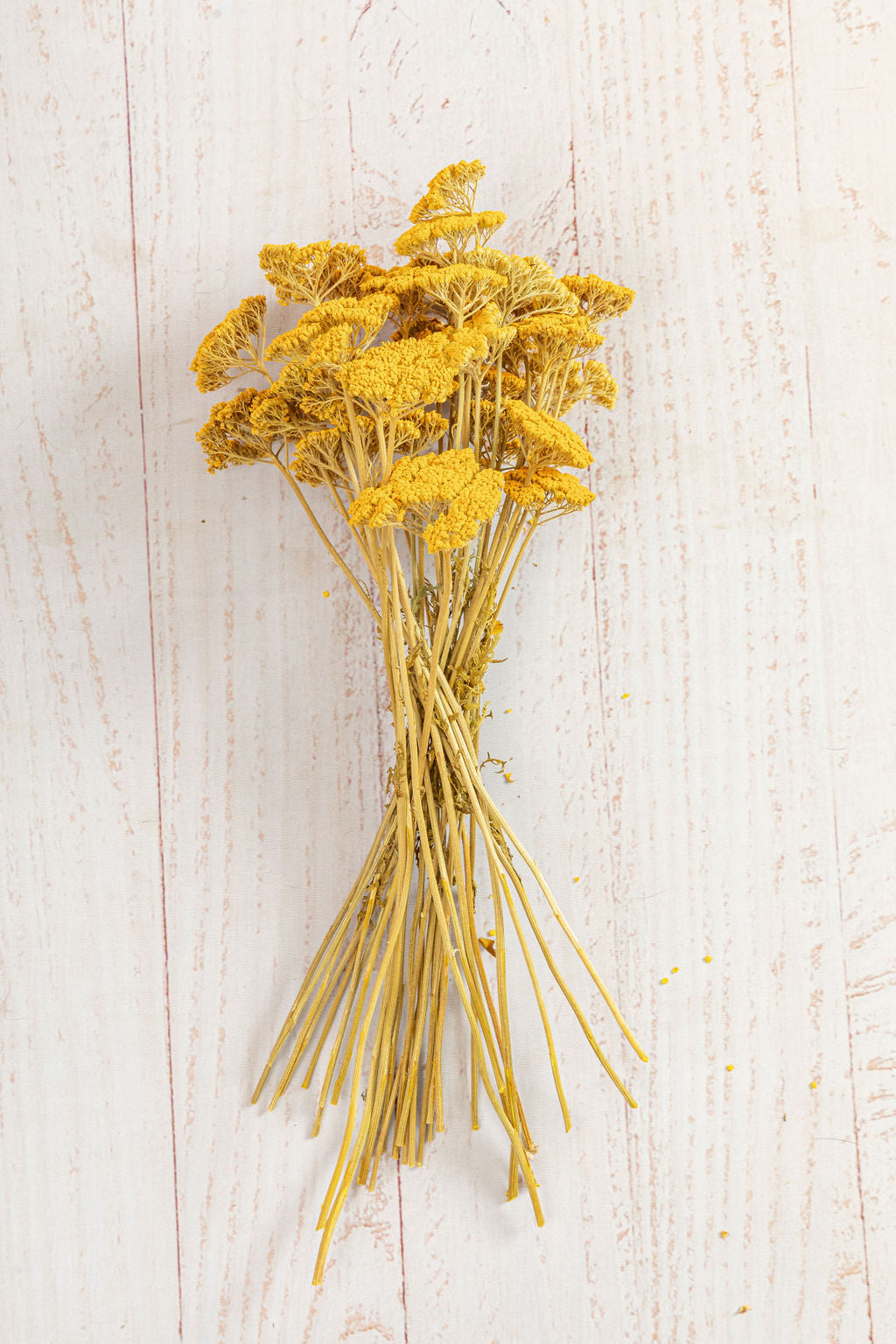 Yarrow Flower Preserved - Yellow