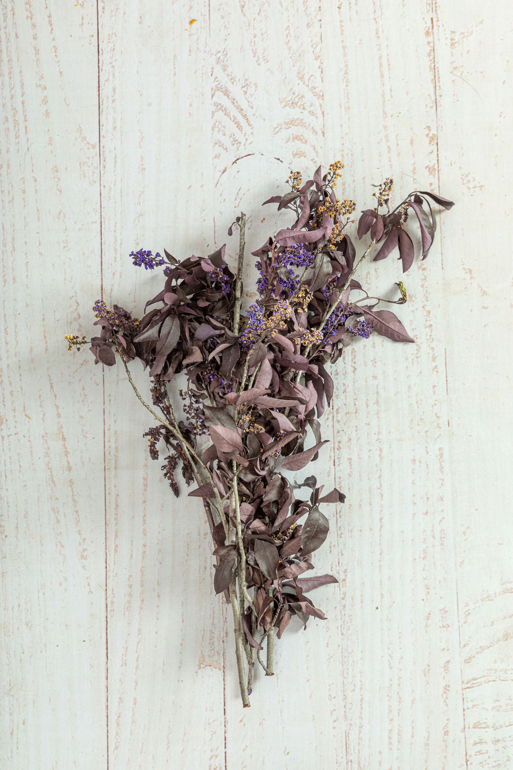 Chokecherry Bird Cherry , Preserved Back in stock in June 2023