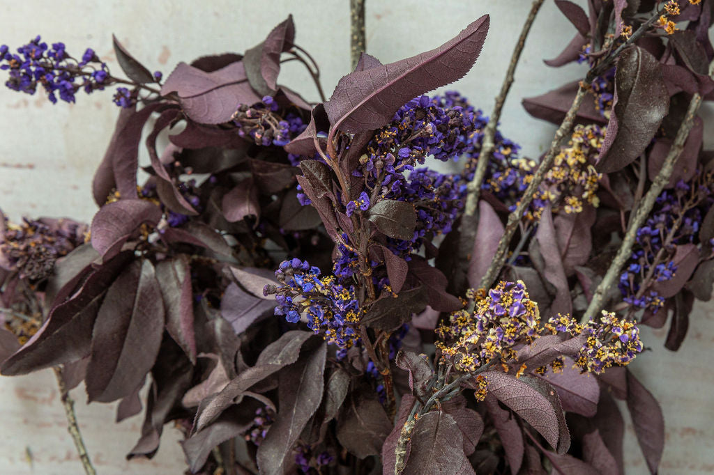 Chokecherry Bird Cherry , Preserved Back in stock in June 2023