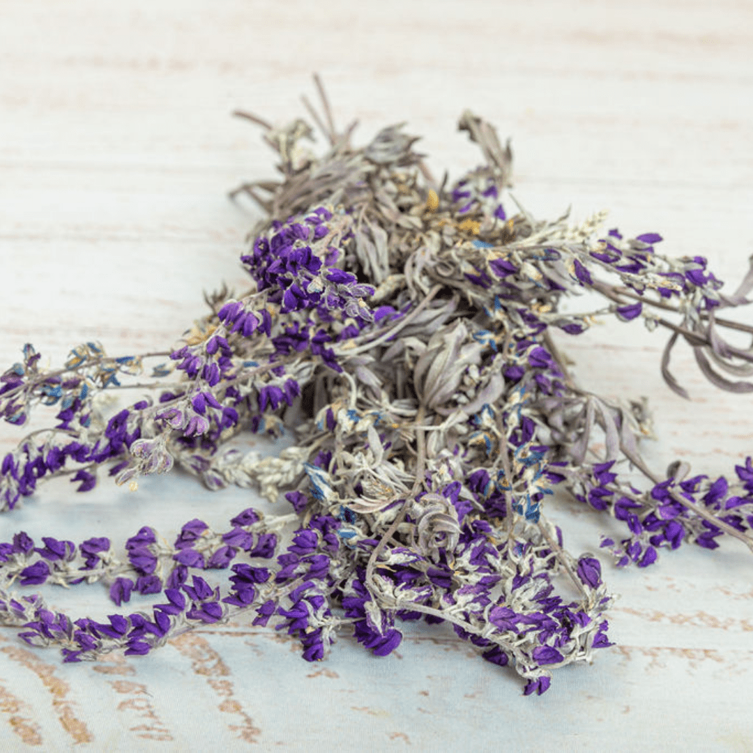 Lupine, Preserved Wild Lupine back in stock around June 2023