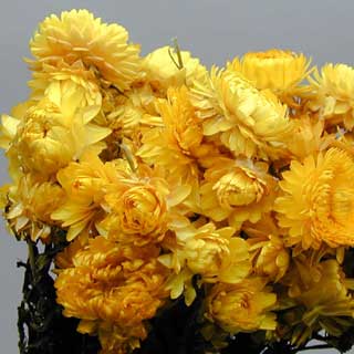 Strawflower Bunch Dried Orange or Pink color