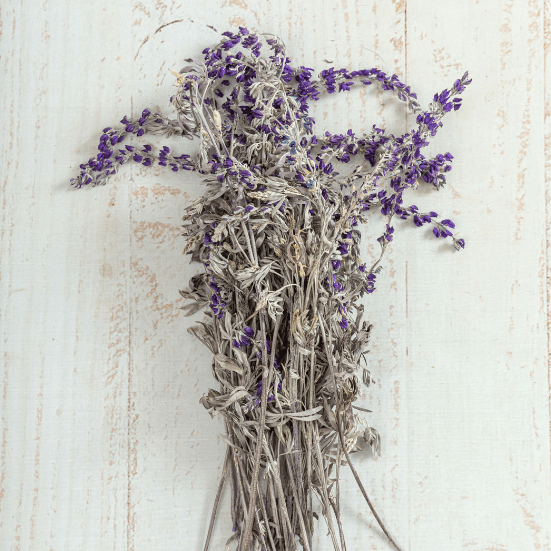 Lupine, Preserved Wild Lupine back in stock around June 2023