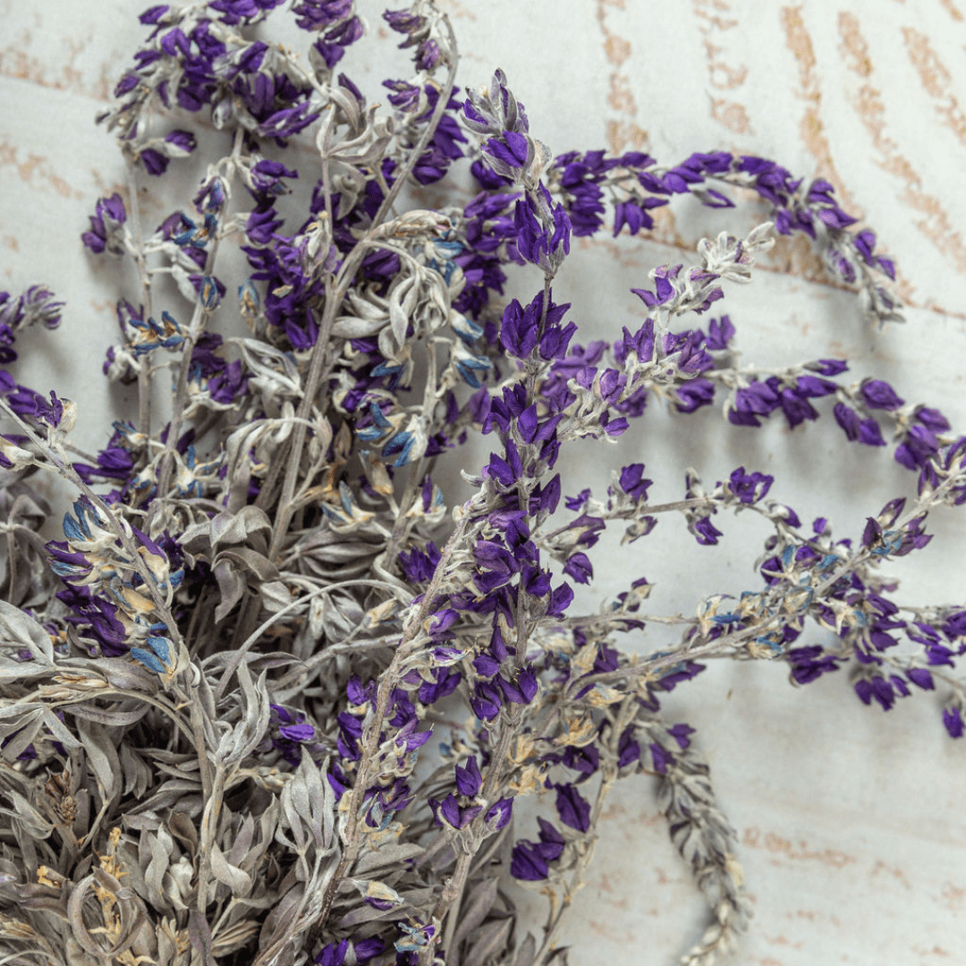 Lupine, Preserved Wild Lupine back in stock around June 2023