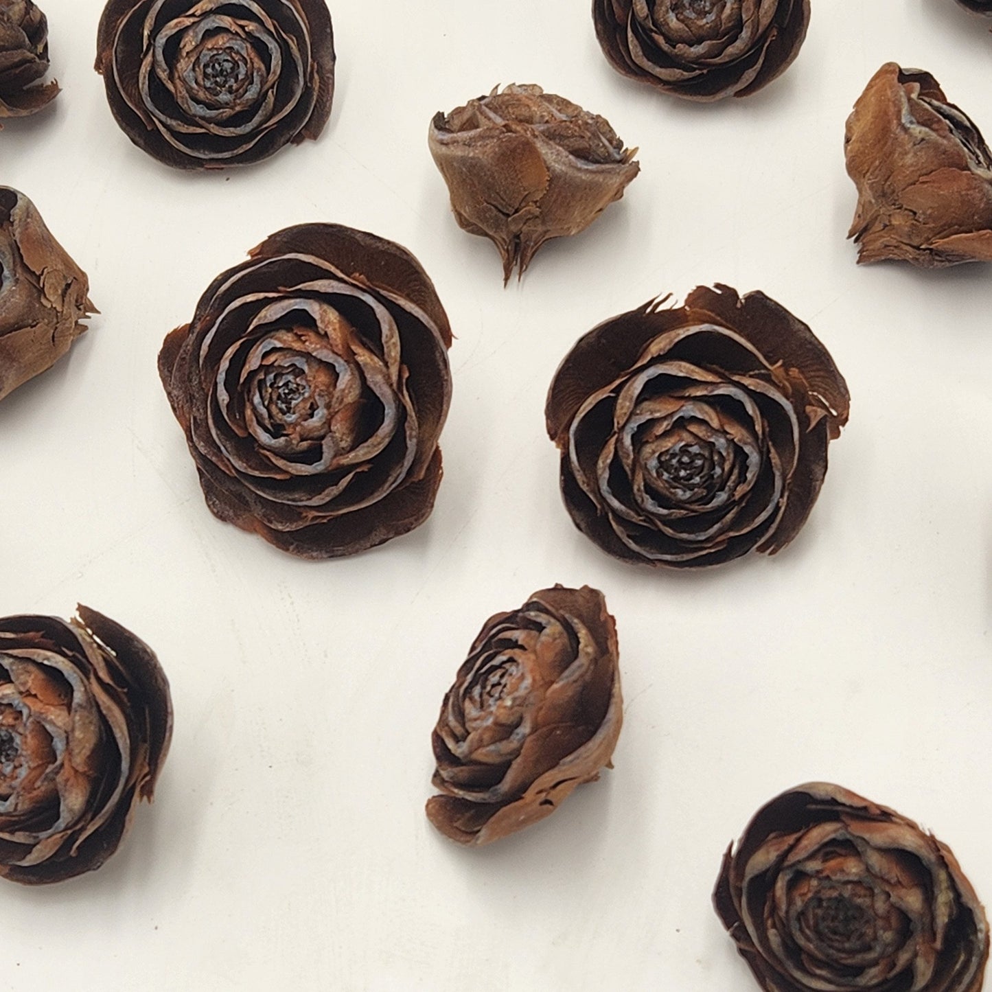 Cedar Rose Cone Rose shaped Pinecones Bulk 100 per box
