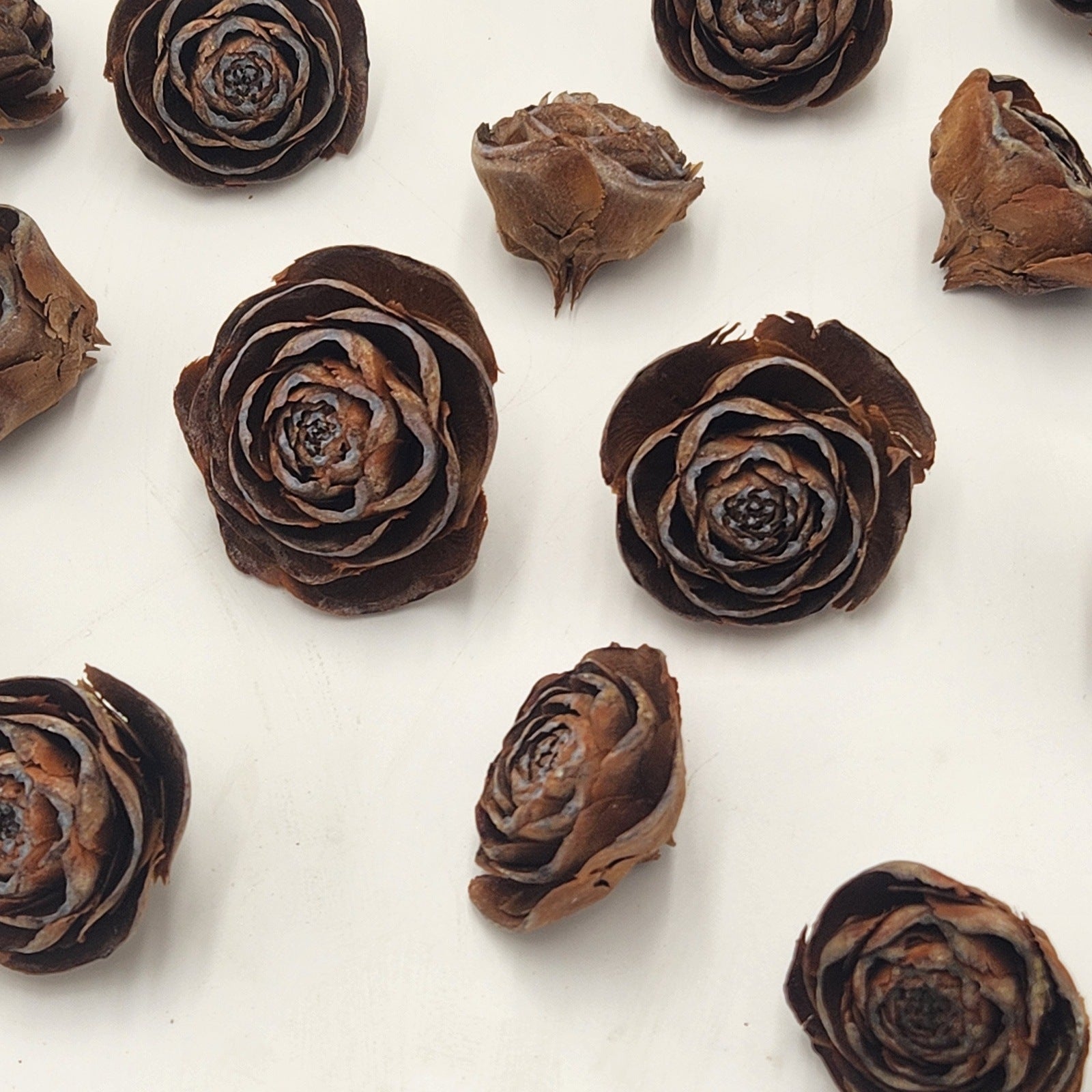 Cedar Rose Cone Rose shaped Pinecones Bulk 100 per box