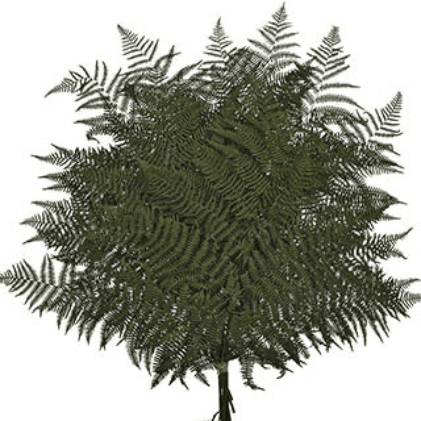 Fern Bracken Preserved
