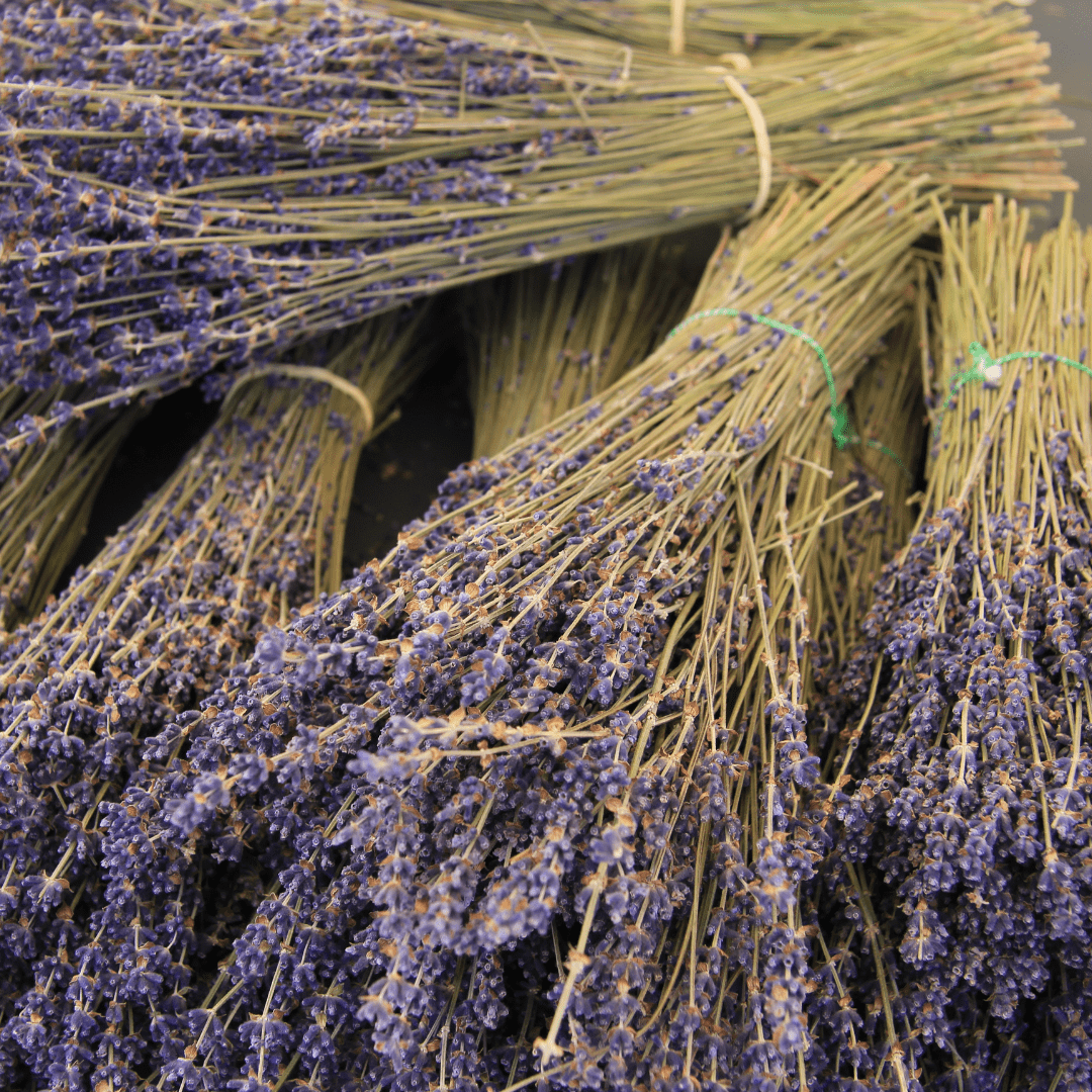 Lavender French Dentata