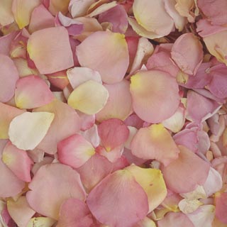 ASSORTED PASTEL Dried Rose Petals 1 box - 240 ounces