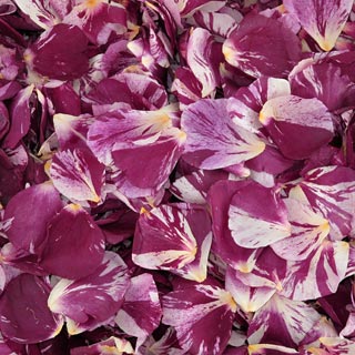 PURPLES Dried Rose Petals 1 box - 240 ounces