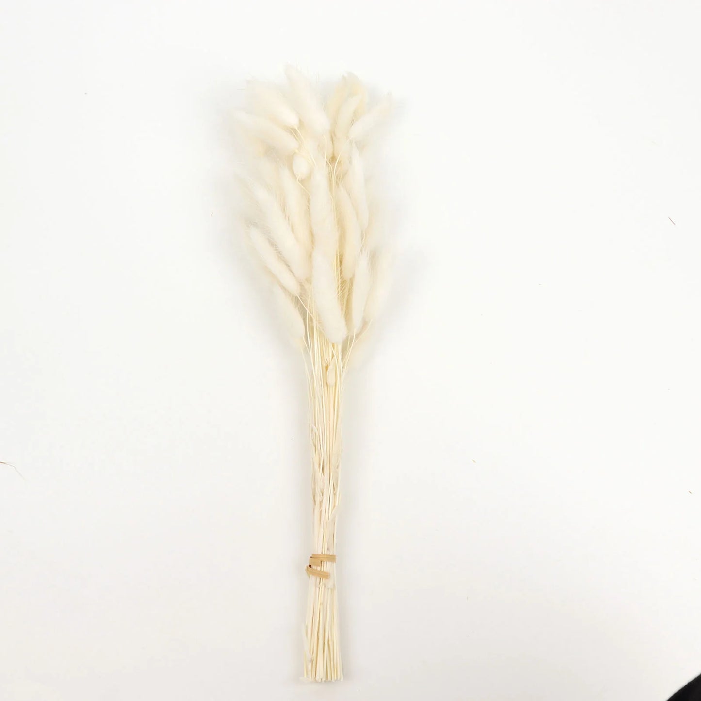 Dried Bunny Tails 50 stems . Choice of color - natural or white