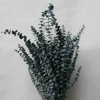 Eucalyptus Spiral Preserved choice of color BULK