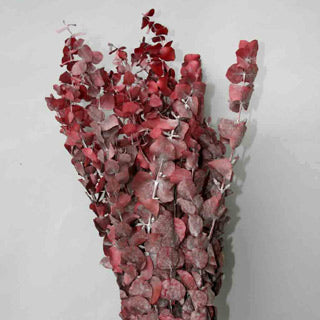Eucalyptus Spiral Preserved choice of color BULK