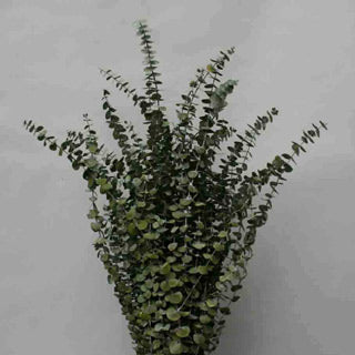 Eucalyptus Spiral Preserved choice of color BULK