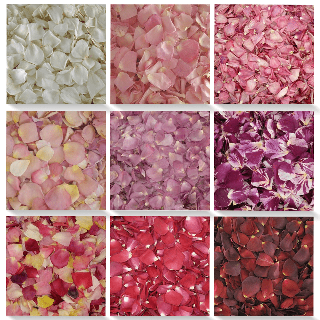 Freeze Dried Rose Petals - Pink Blend  Freeze dried rose petals, Dried  rose petals, Petals
