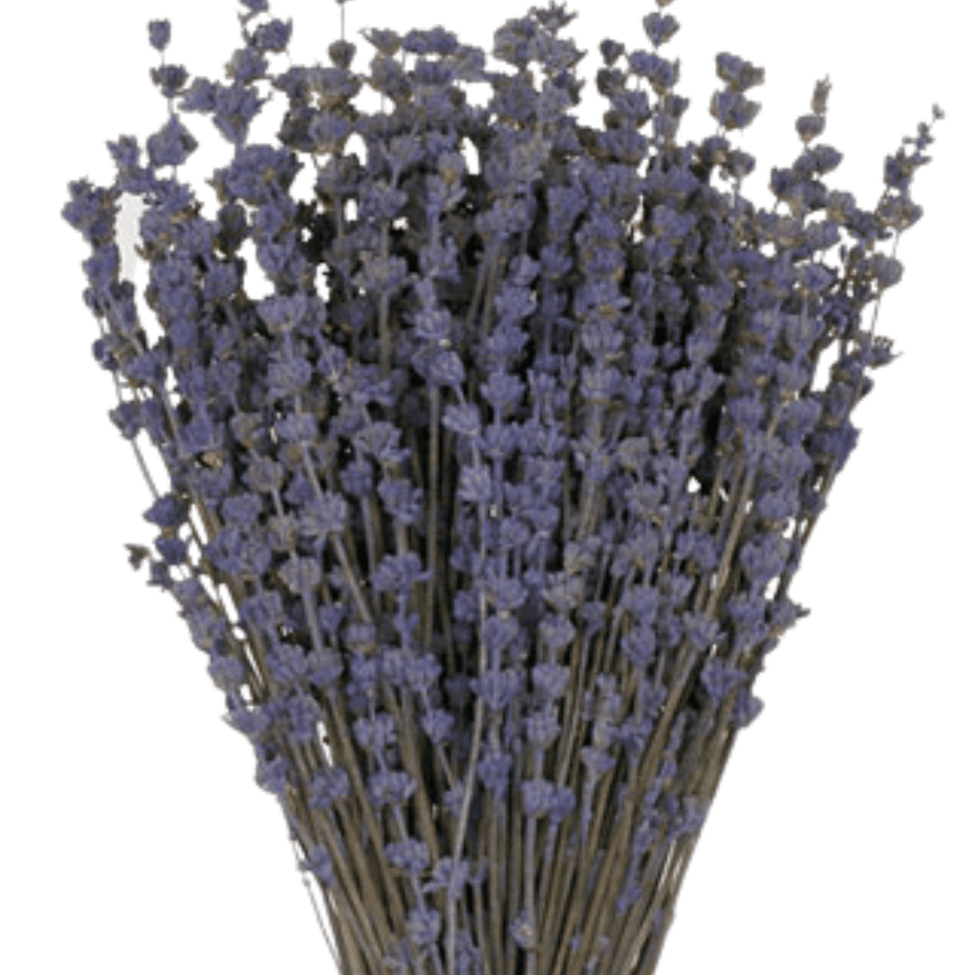 Lavender French Dentata
