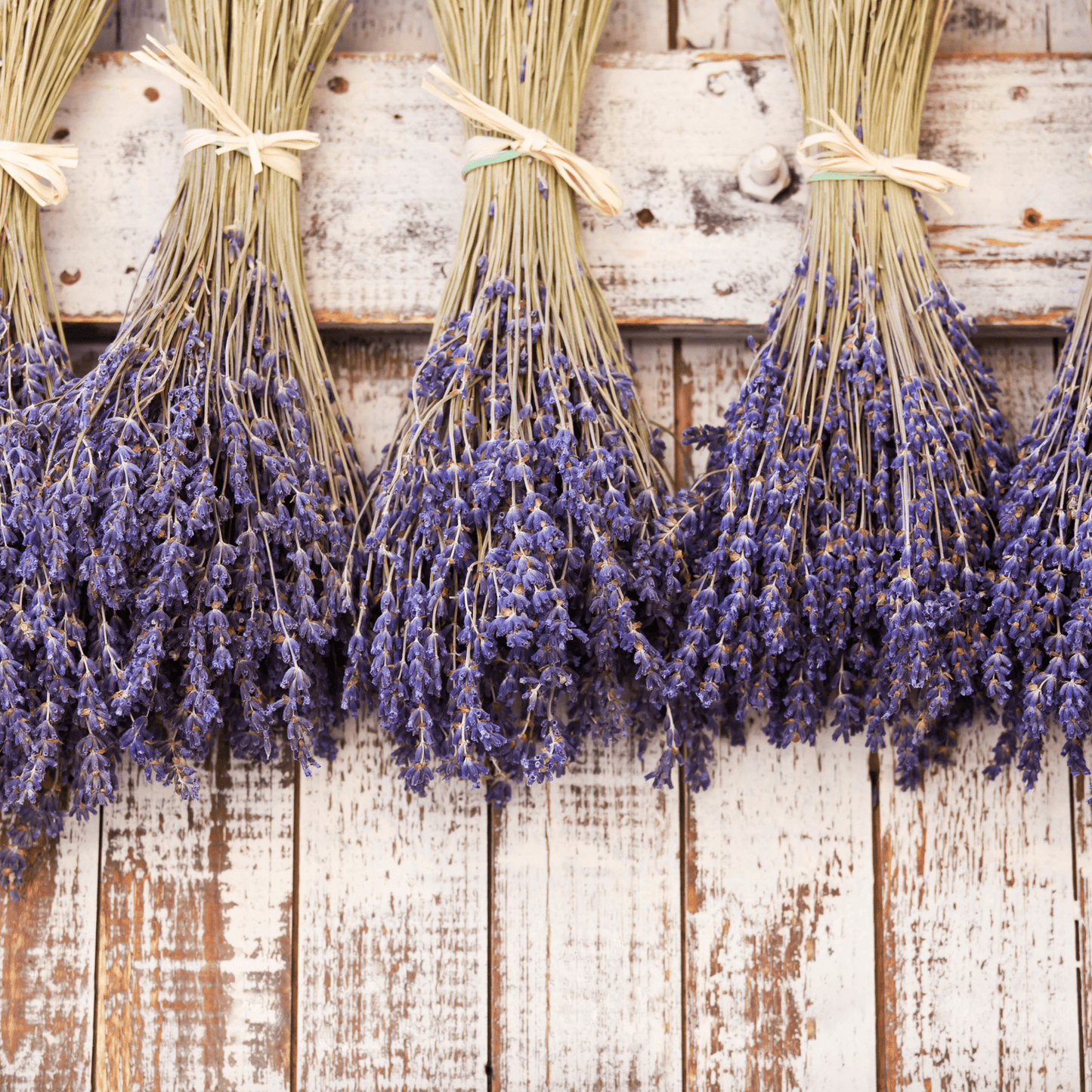 Lavender French Dentata