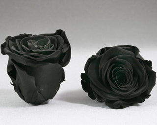 Preserved Mini Roseheads 1.5" ALL COLORS set of 12
