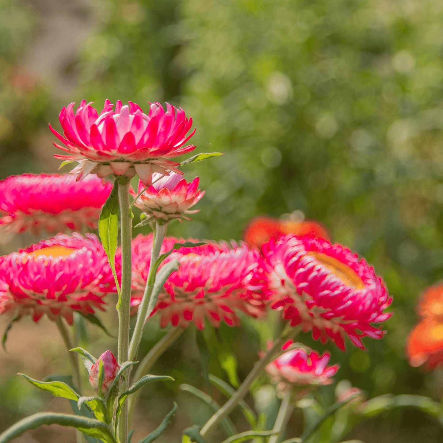 Strawflower Bunch Dried Orange or Pink color