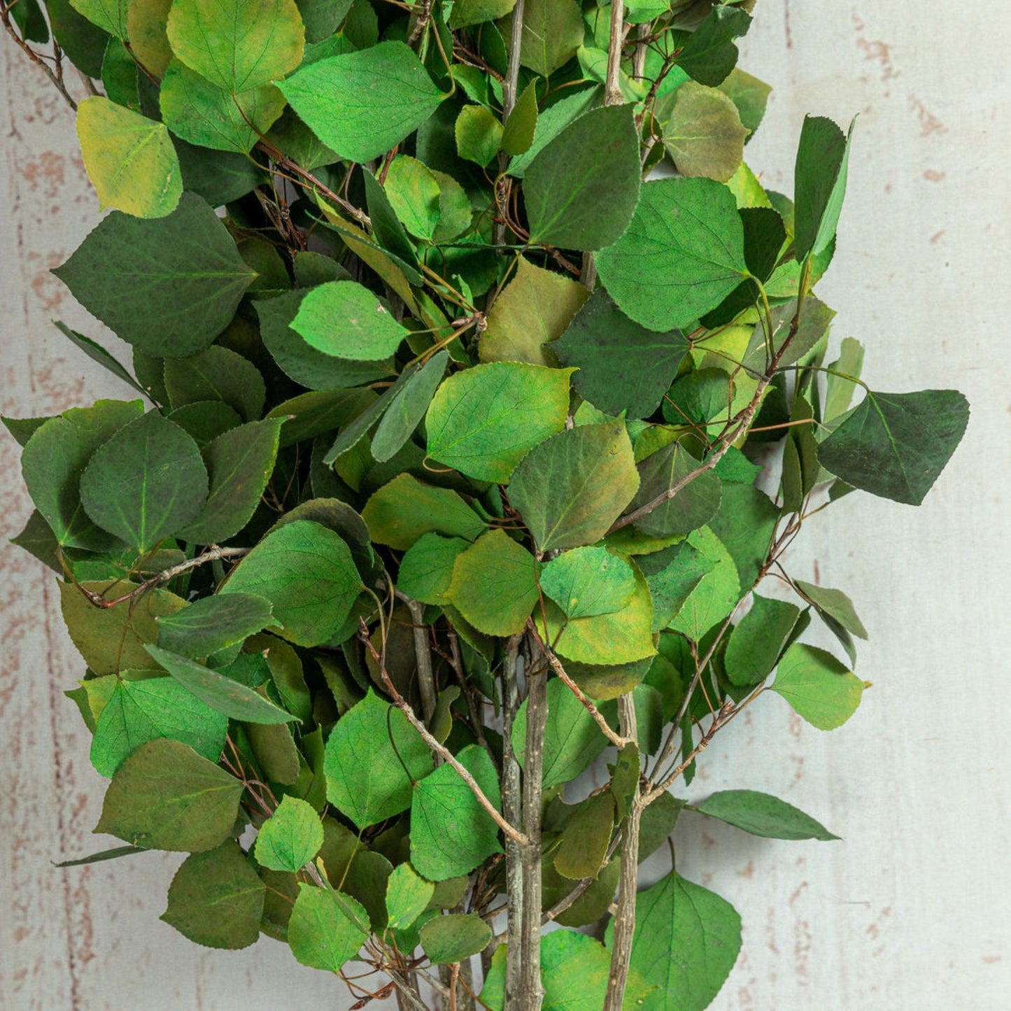 Aspen bunch choice of fresh or preserved