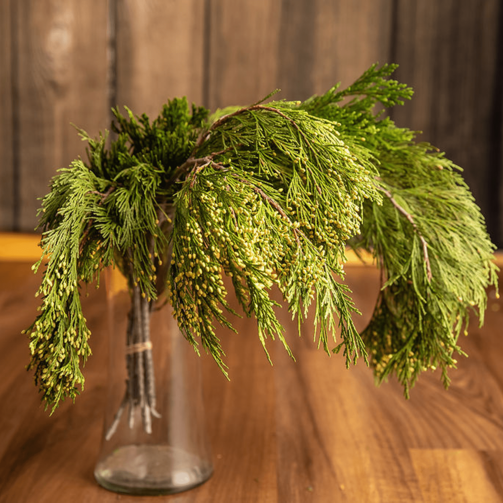 Cedar Branches (choice of fresh or preserved) – Beckwourth Blooms