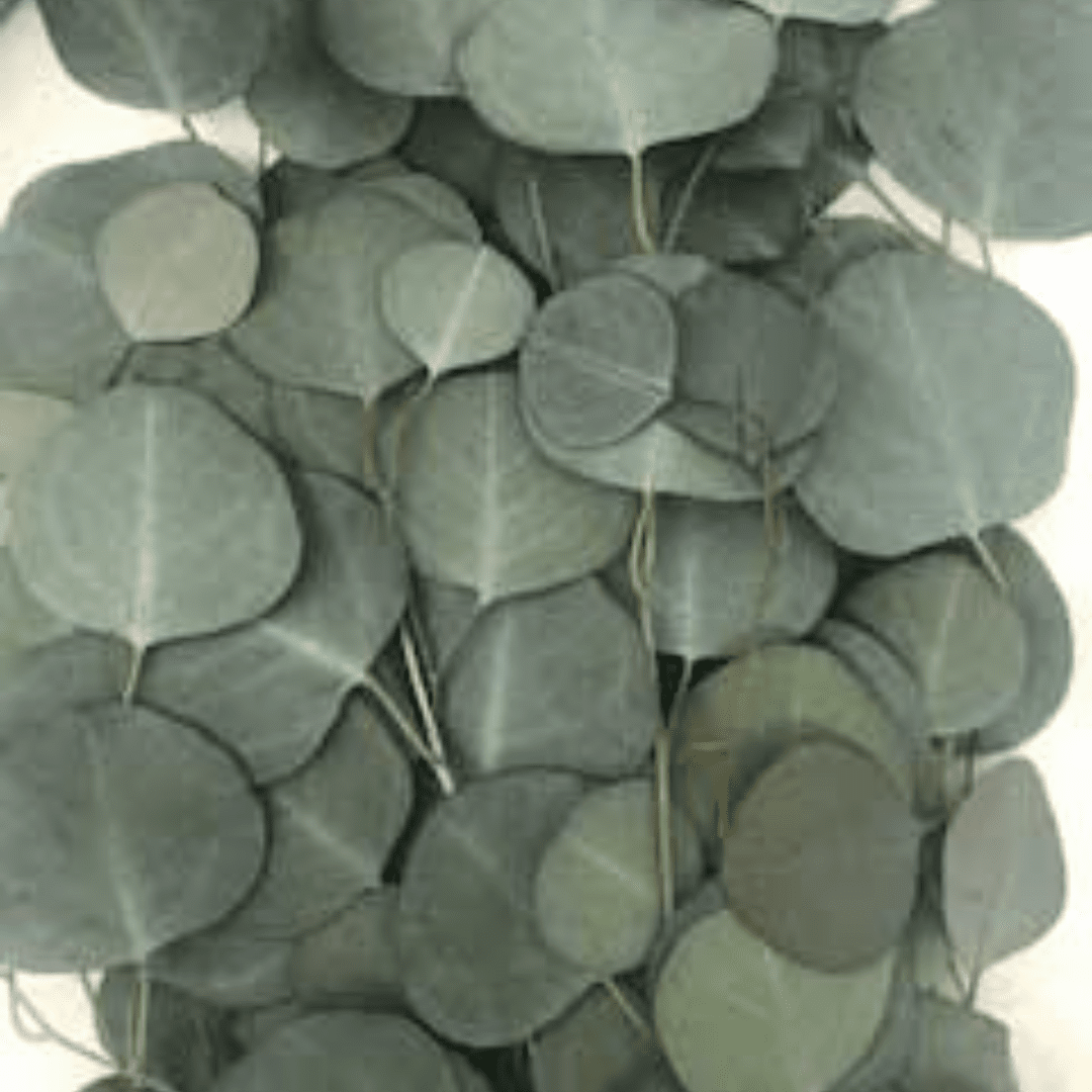 Preserved Silver Dollar Eucalyptus Populus