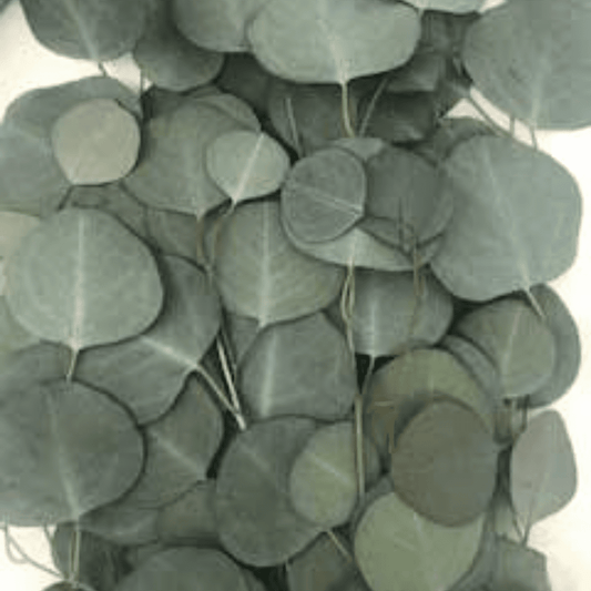 Preserved Silver Dollar Eucalyptus Populus