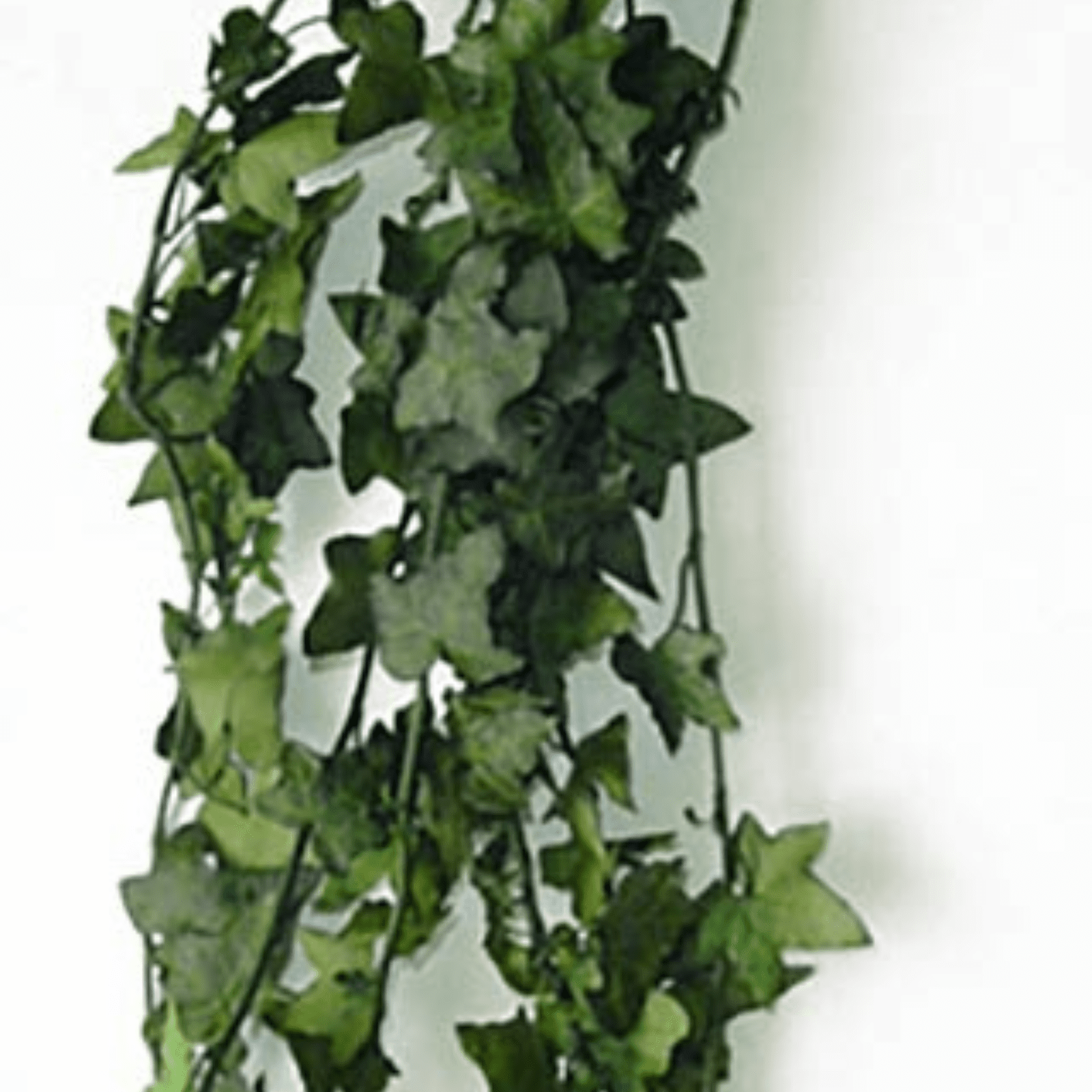 16+ Ivy Hanging Ivy, Hanging Ivy preserved – Beckwourth Blooms