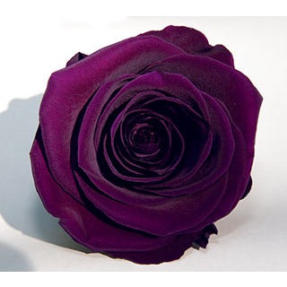PURPLES Preserved Roseheads 2.5" or 1.5"