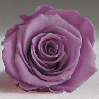 Preserved Mini Roseheads 1.5" ALL COLORS set of 12