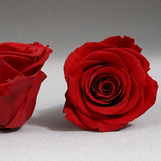 Preserved Mini Roseheads 1.5" ALL COLORS set of 12