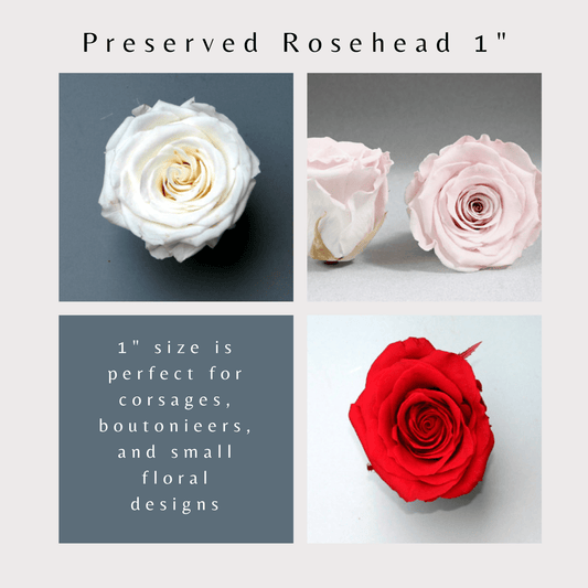 Roseheads Preserved - All Colors xs 1" set of 18