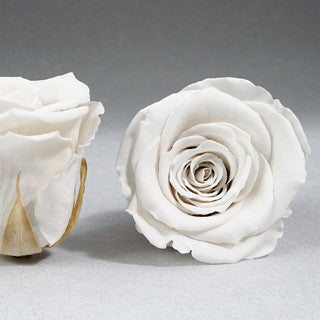 Preserved Mini Roseheads 1.5" ALL COLORS set of 12