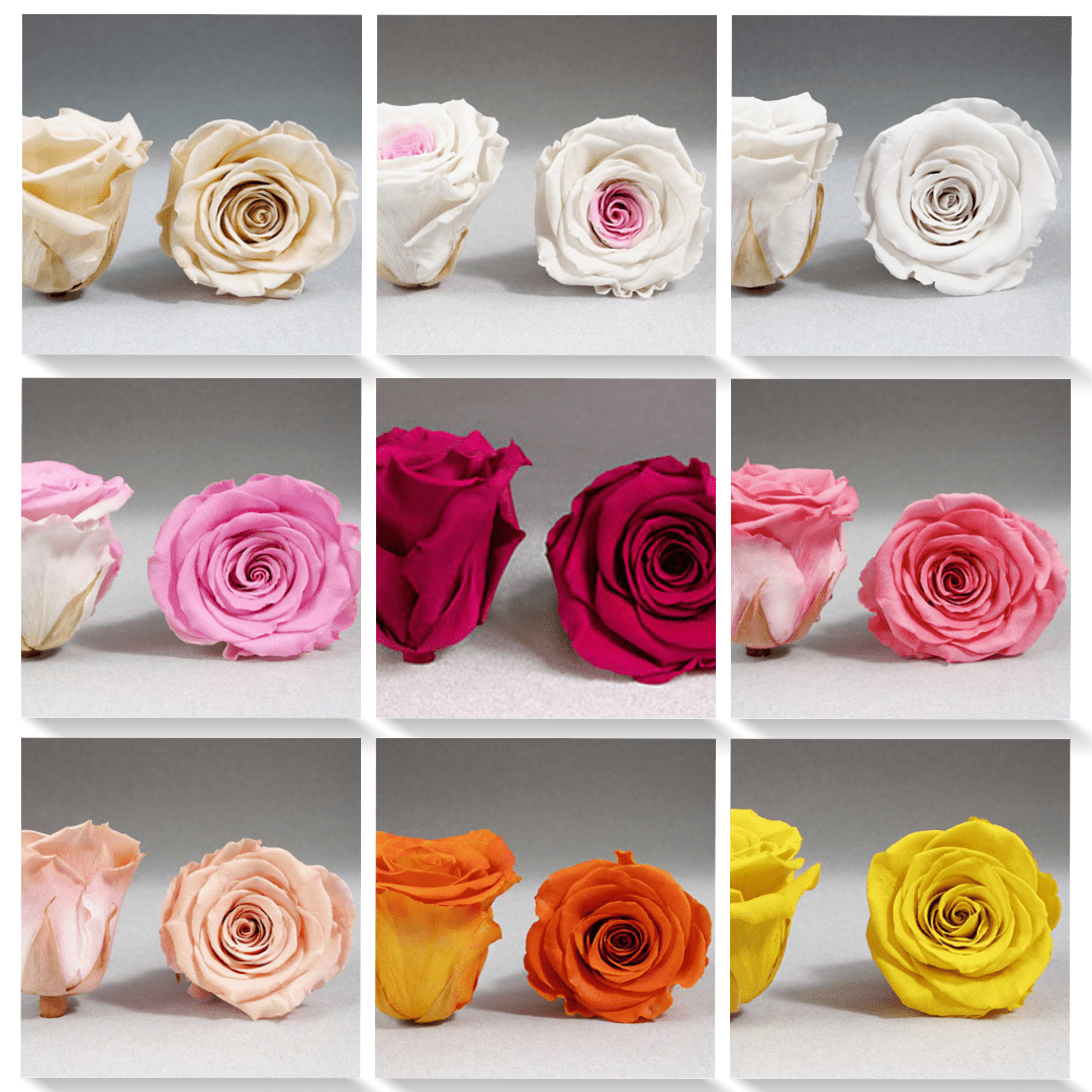 Preserved Mini Roseheads 1.5" ALL COLORS set of 12