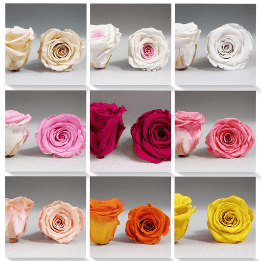 Preserved Mini Roseheads 1.5" ALL COLORS set of 12