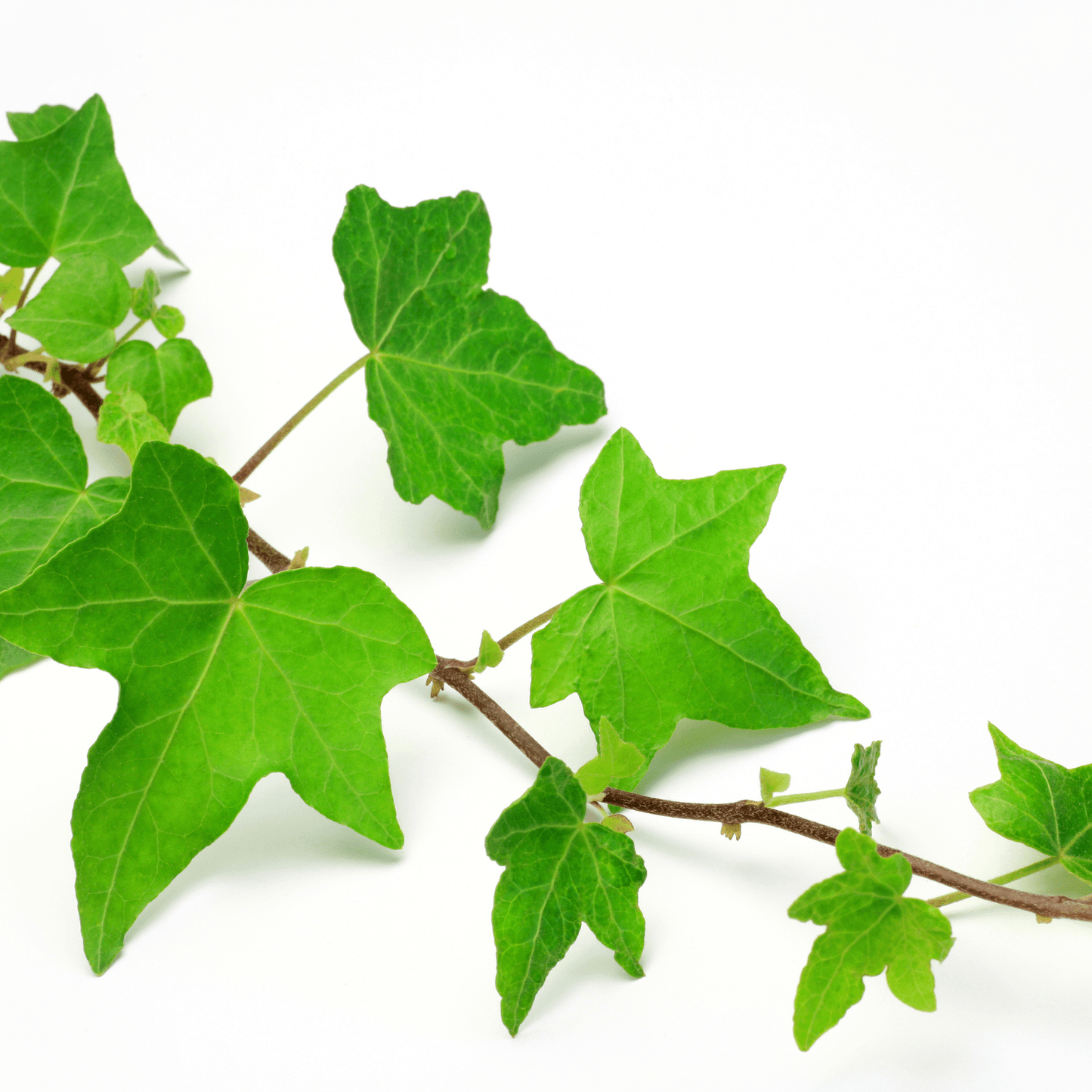 Ivy, Hanging Ivy preserved
