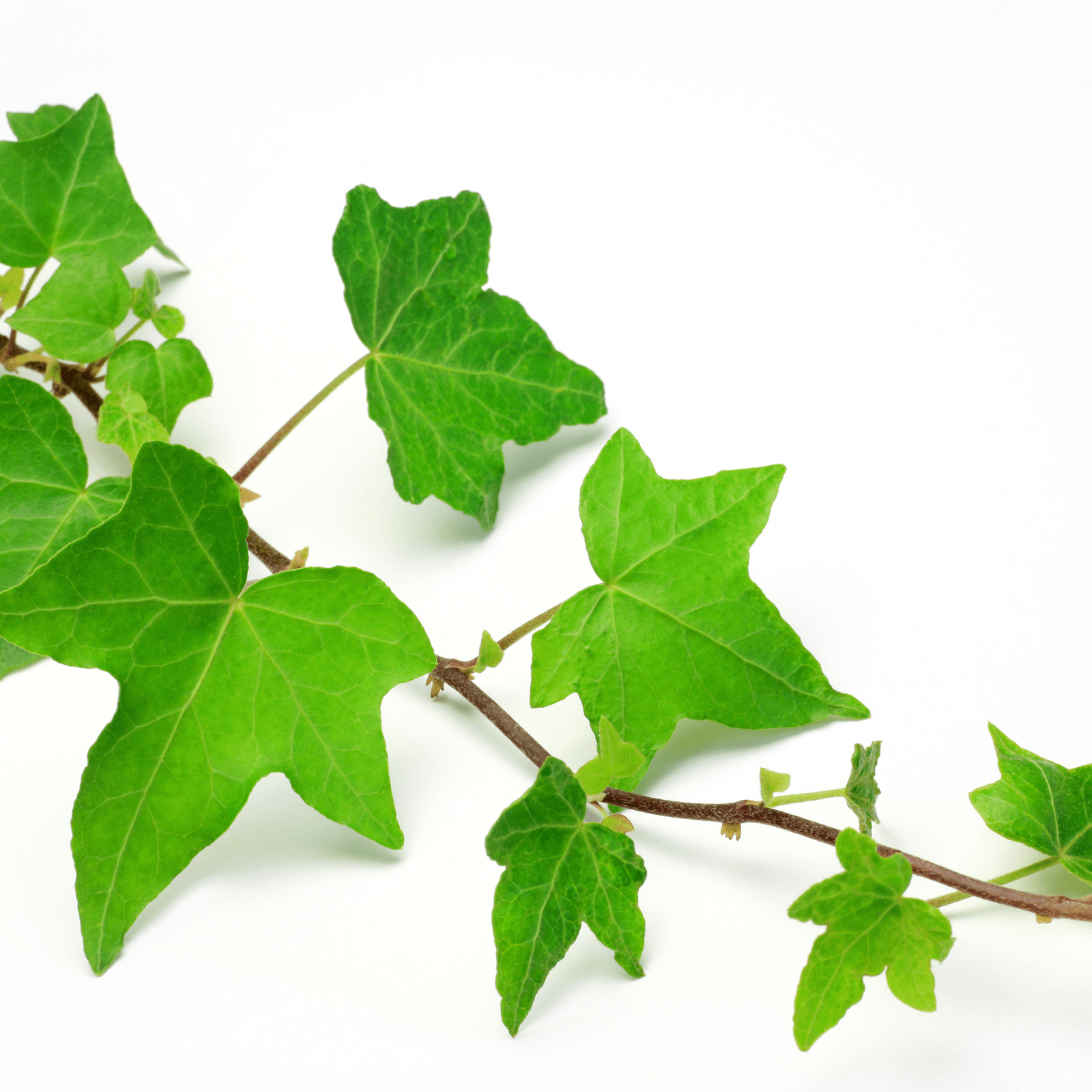 Ivy, Hanging Ivy preserved
