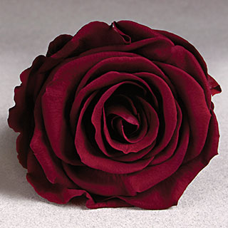 Preserved Mini Roseheads 1.5" ALL COLORS set of 12