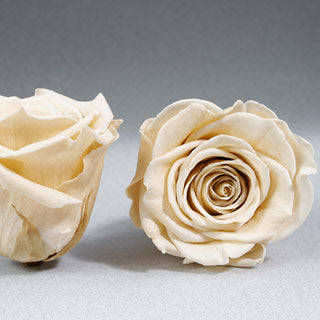 Preserved Mini Roseheads 1.5" ALL COLORS set of 12