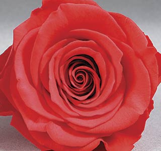Preserved Roseheads 2.5" ALL COLORS Set of 6