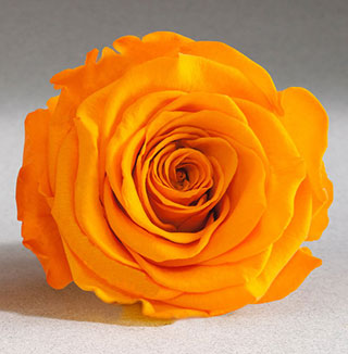 Preserved Mini Roseheads 1.5" ALL COLORS set of 12