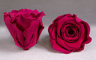 Preserved Roseheads 2.5" ALL COLORS Set of 6