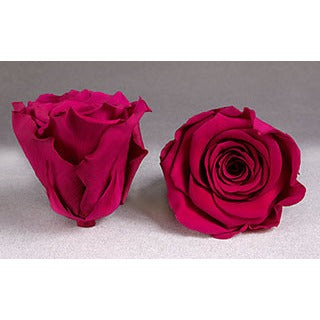 PEACH/PINKS Preserved Roseheads 2.5" or 1.5"