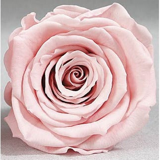 PEACH/PINKS Preserved Roseheads 2.5" or 1.5"