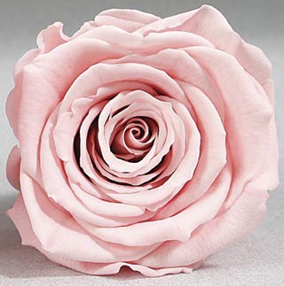 Preserved Mini Roseheads 1.5" ALL COLORS set of 12